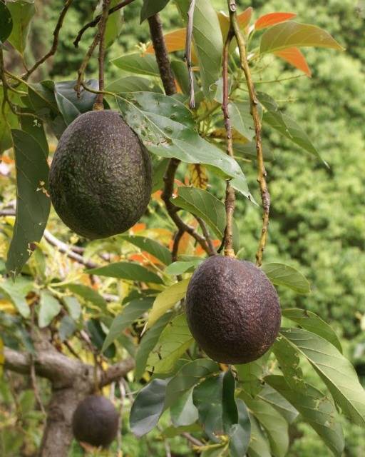 Как вырастить авокадо в домашних условиях (9 рекомендаций)