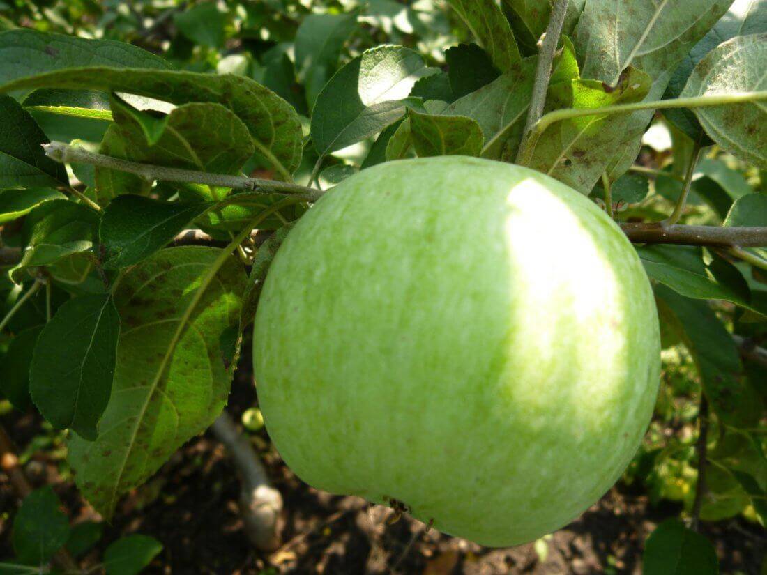 Старинная яблоня семеренко (ренет симиренко): описание, фото