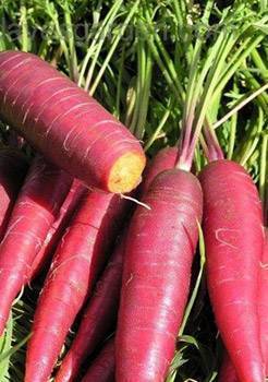 Болезни моркови: описание всех их видов с фото, лечение и профилактика, а также чем обработать овощи при борьбе с поражением во время выращивания и хранения?
