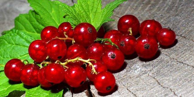 Болезни смородины: описание и способы лечения