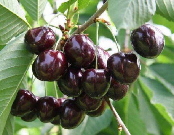 Надежный и пригодный для выращивания в суровом климате сорт черешни ленинградская черная