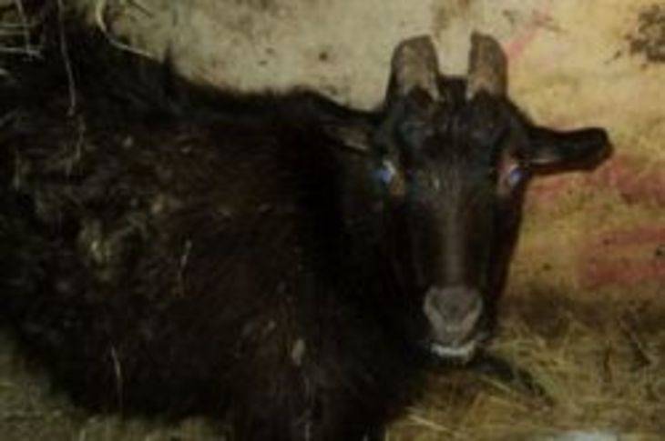 Камори – описание пакистанской породы коз