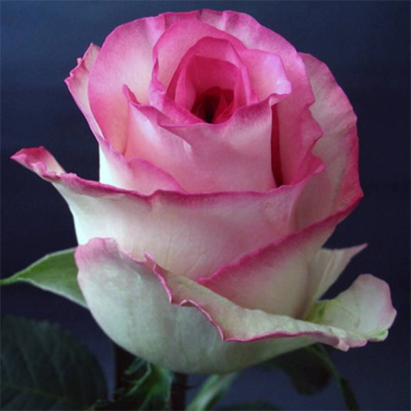 Чайно-гибридная роза сорта Bella Vita (Белла Вита): посадка и уход