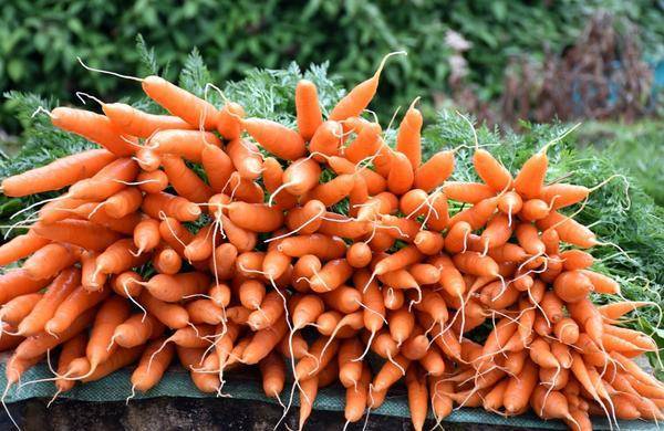 Морковь карамелька: отзывы, фото, урожайность