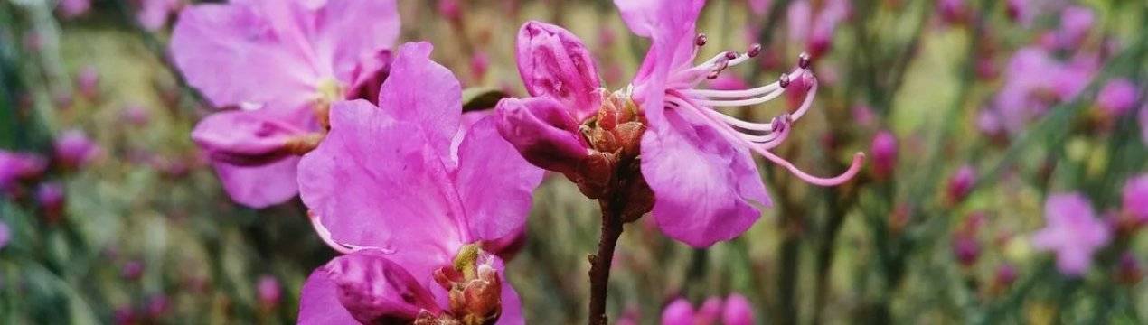 Описание рододендрона: время цветения, ядовитый или нет, какого цвета бывают