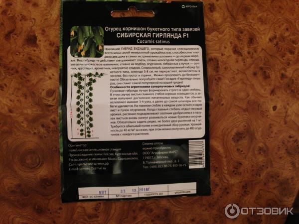 Огурцы сибирская гирлянда: новый сверхурожайный сорт