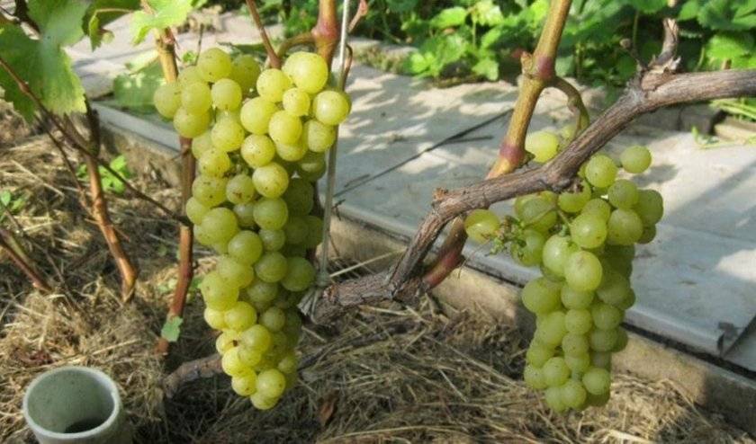 Неукрывной виноград: особенности. перечень неукрывных и укрывных сортов