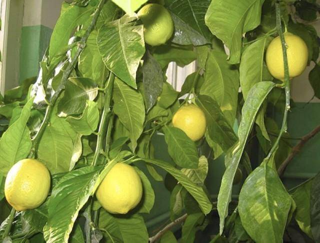 Лимон павловский уход в домашних условиях: цветение и болезни