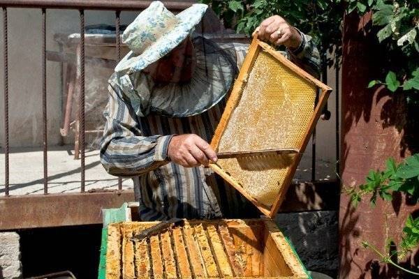 Сколько меда надо оставлять пчелам на зиму