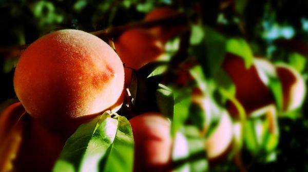 Болезни, вредители персиковых деревьев и их лечение