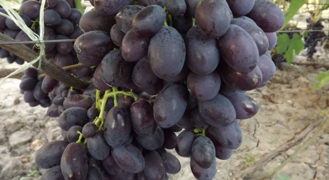 Виноград ризамат — описание сорта, фото