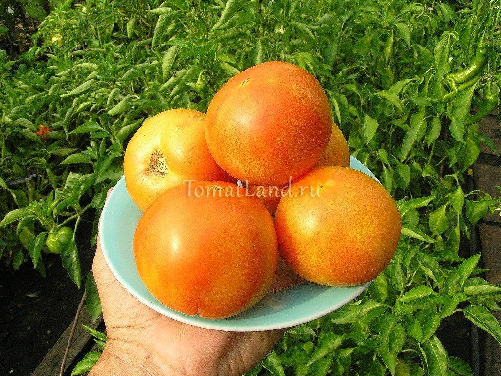 Всё о среднеранних томатах: алфавитный перечень сортов помидор с описанием и фото