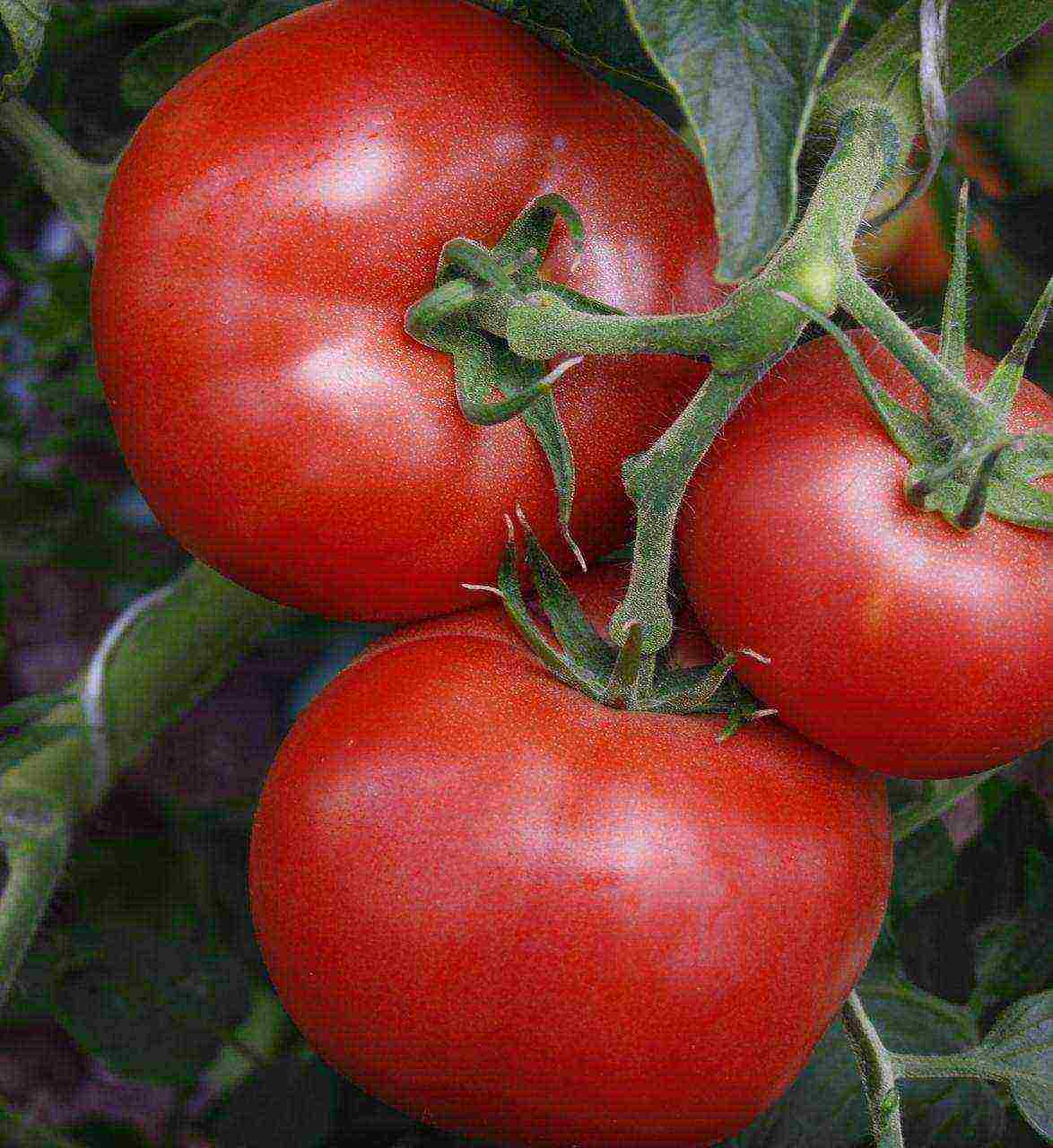 Урожайные сорта помидоров для парников и теплиц
