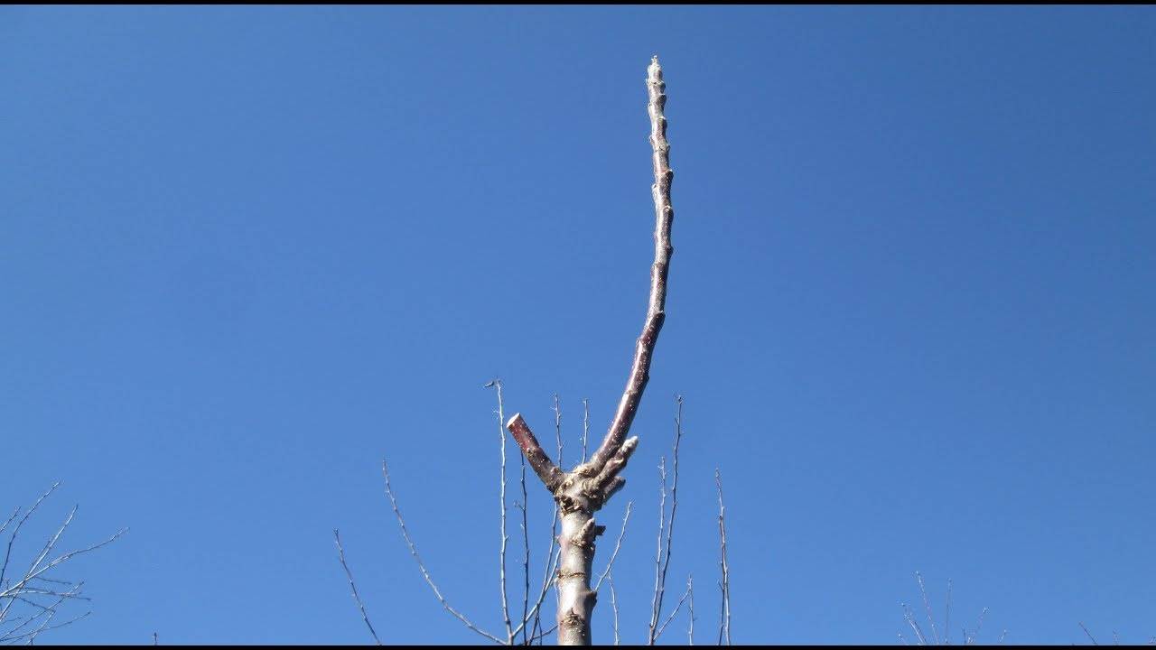 Обрезка колоновидных яблонь (22 фото): как правильно обрезать, схема формирования и уход за деревом летом и весной