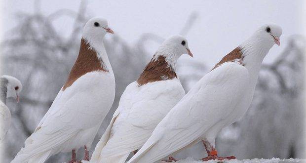 Николаевские голуби: описание и выращивание