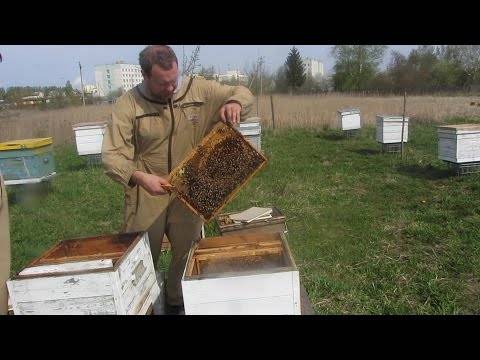Уход за пчелами. простые советы начинающим пасечникам.