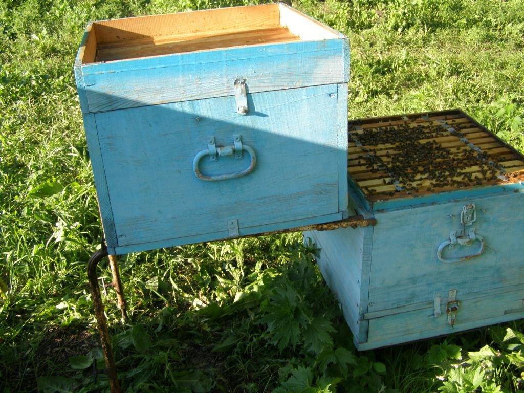 Ящики для пчелопакетов своими руками: виды, чертежи, инструкции, видео