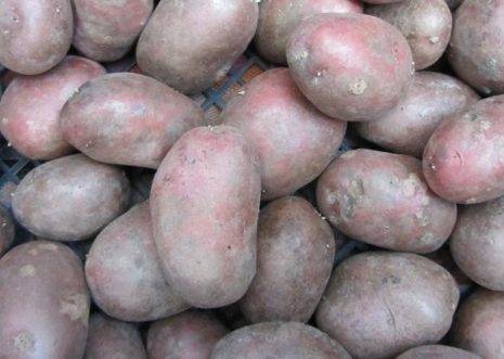 Сорт картофеля лабелла: описание и характеристика, отзывы