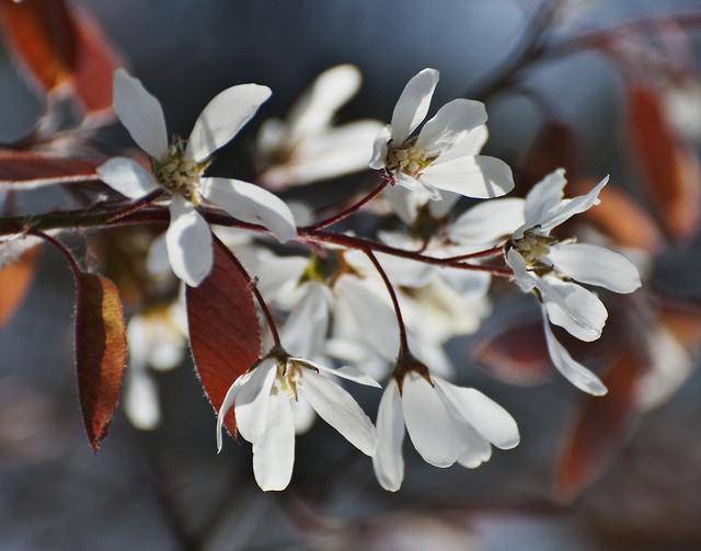 Сливово-вишневые гибриды как оптимальное решение для дачных участков