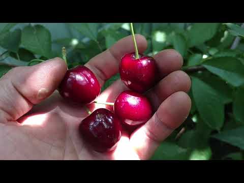 Лучшие сорта черешни