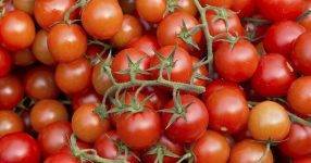 Выращиваем помидоры черри, сорта и уход