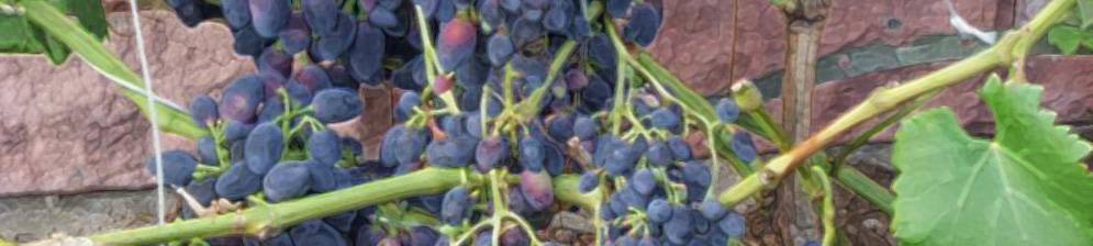 Надежда азос – синий столовый виноград