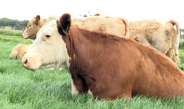 Травматический перикардит крупного рогатого скота