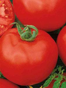 Как вырастить раннеспелый томат «ураган f1»: описание, фото и характеристика сорта