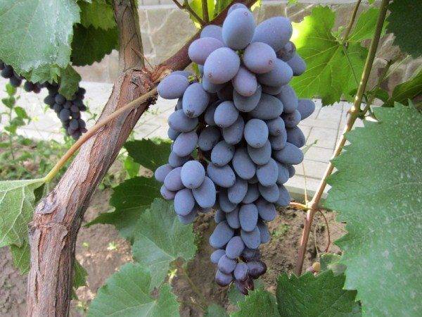 Универсальный сорт с отличным вкусом —  виноград «кишмиш юпитер»