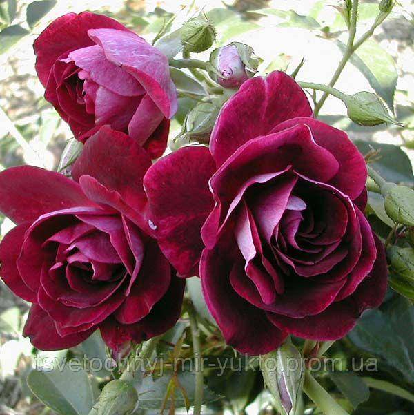 Роза королева елизавета — вечно молода и красива