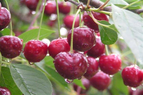 Самые популярные сорта и особенности выращивания чёрной вишни