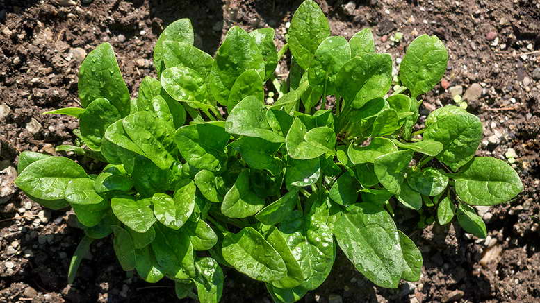 Особенности выращивания и ухода за шпинатом