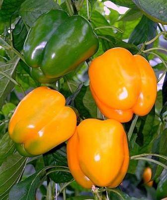 Характеристика и описание перца “оранжевое чудо”. особенности выращивания сорта и сбор урожая