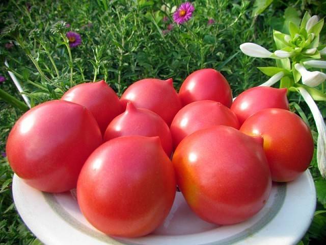 Сортовые особенности томата диаболик