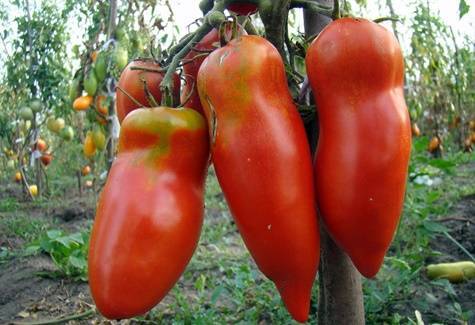 Вкусные плоды от неизвестного селекционера — томат микадо золотой: подробное описание сорта