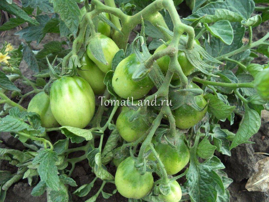 Томат "петруша огородник": характеристика и описание сорта помидор, фото, выращивание, созревание и уход