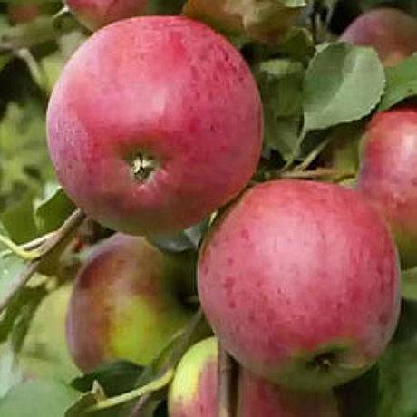 Яблоня «орлик»: описание сорта, фото и отзывы
