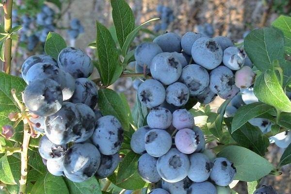Голубика «нортланд»: описание и выращивание сорта