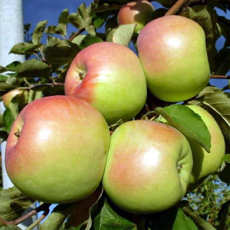 Яблоня коричное полосатое: описание сорта, фото, отзывы садоводов