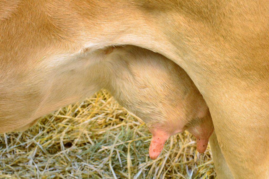 Уплотнения на вымени коровы: причины и лечение