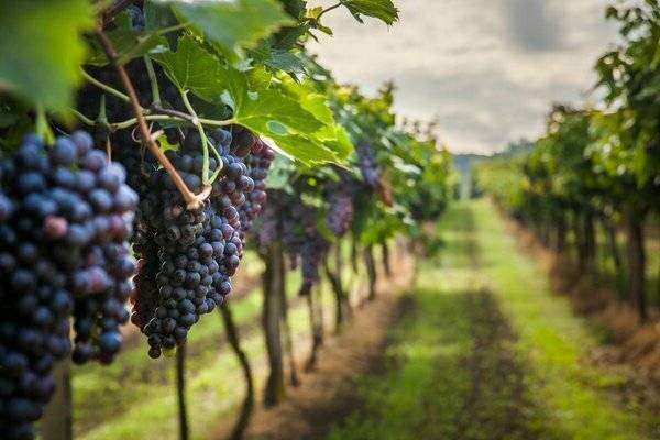Сорт винограда Академик: фото и описание