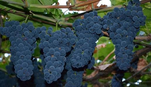 Неукрывные сорта винограда для подмосковья
