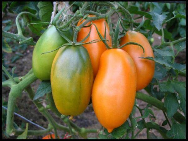 Урожайность и особенности выращивания сорта помидор золотая рыбка