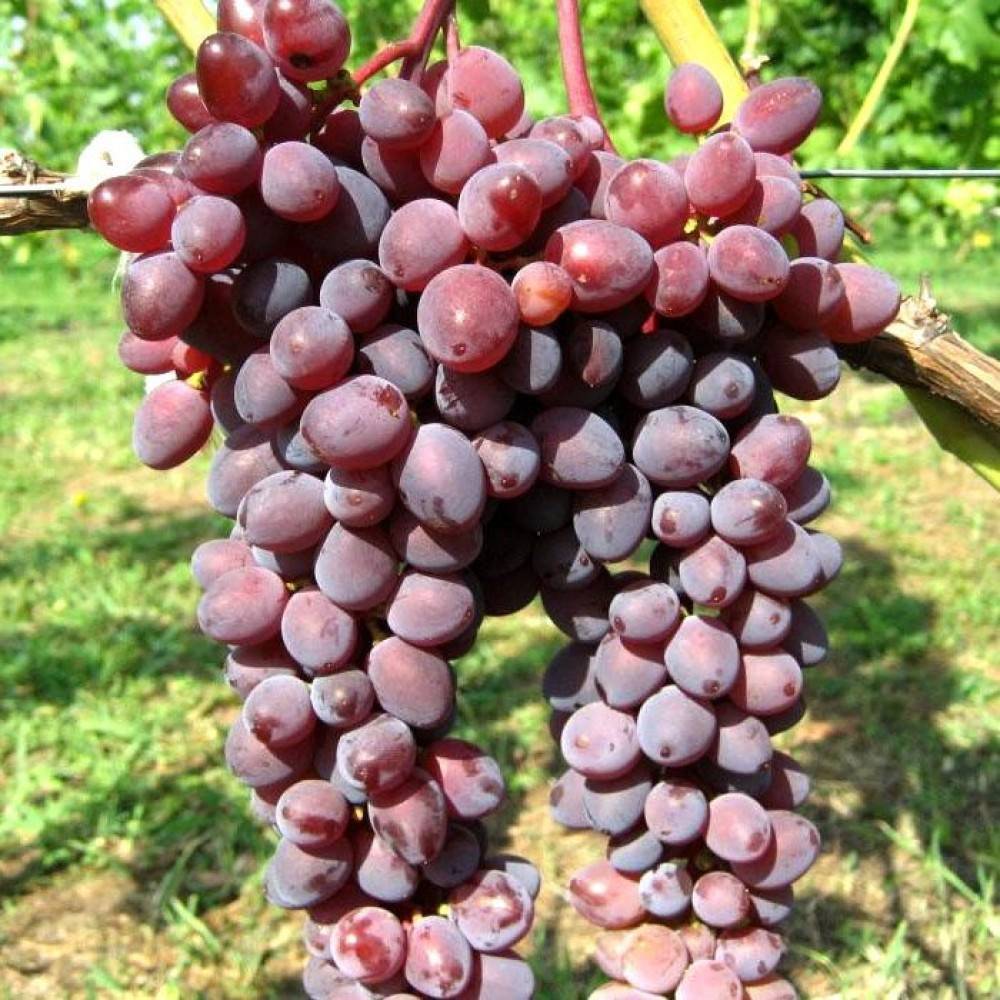 Благородный, сладкий и ароматный сорт винограда «граф монте — кристо»