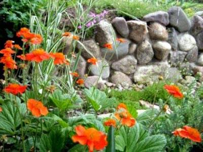 Цветы для альпийской горки: фото и названия растений для альпинария, многолетники для горки