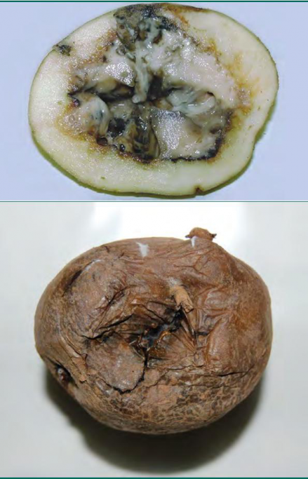 Описание болезней картофеля и их лечение