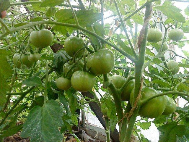 Лабрадор — низкорослый томат с небывалой урожайностью