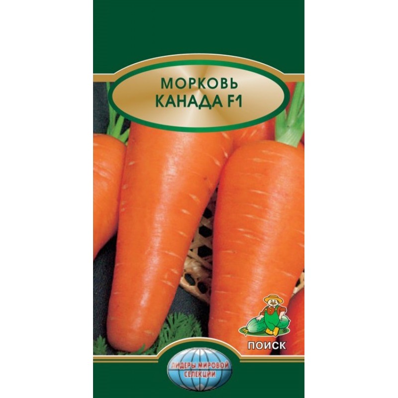 Морковь каротель — описание сорта, фото, отзывы, посадка и уход