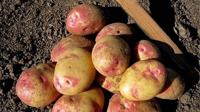 Сорт картофеля скарб, описание, характеристика и отзывы, а также особенности выращивания
