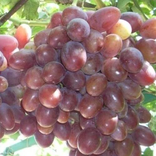 Виноград атаман: описание сорта, фото и отзывы садоводов